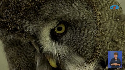 Во Дворце творчества Снежинска поселили совёнка