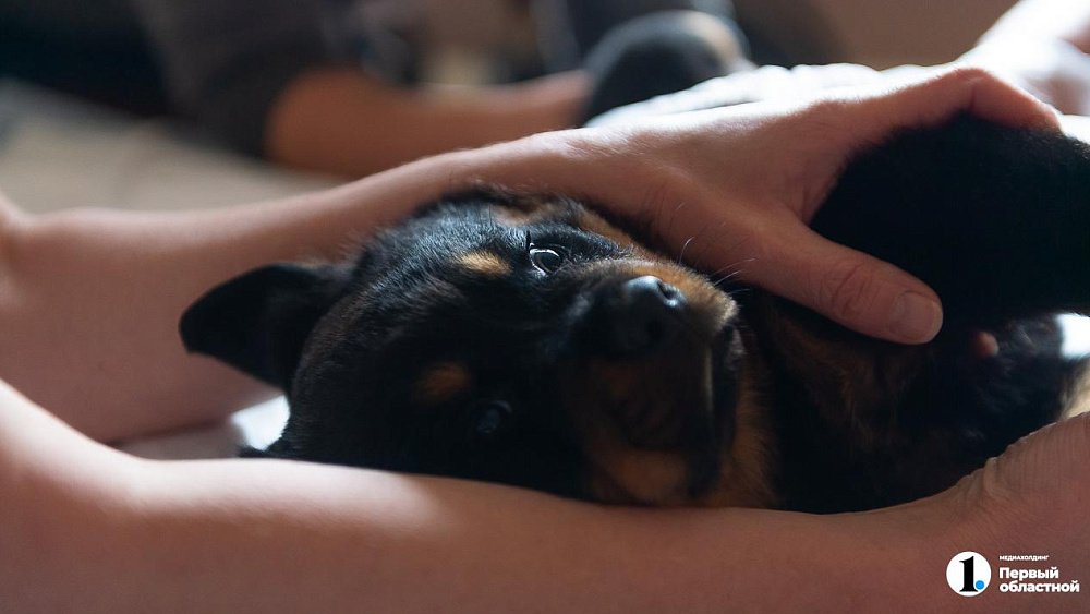 С начала лета челябинцы стали больше заботиться о своих питомцах