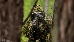 Силовики предотвратили теракт в Челябинской области