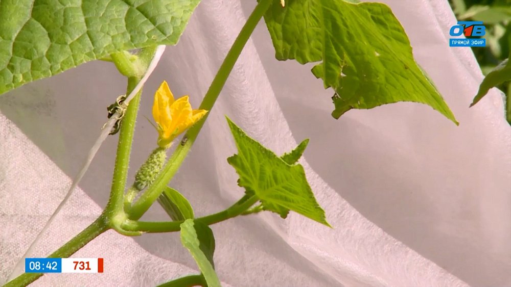 Огурцов будет море! — в рубрике «Руки садовода»