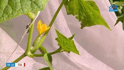 Огурцов будет море! — в рубрике «Руки садовода»