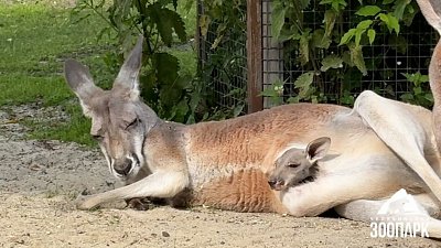 В Челябинском зоопарке появился малыш-кенгуру