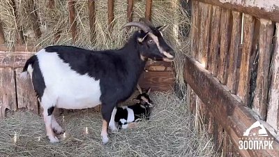 В челябинском зоопарке кенгуру и коза стали мамами