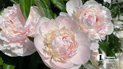 В Челябинске вырос спрос на букеты с грядки