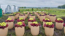 Центр Челябинска украсили кашпо с цветами, выращенными на бывшей свалке