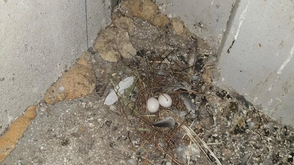 На чердаке многоэтажки в Челябинске обнаружили более 60 трупов птиц