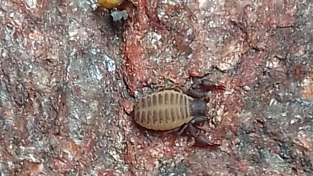 На Таганае обнаружили крошечных сородичей скорпионов