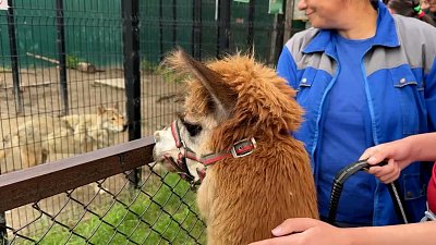 В Челябинском зоопарке проходят прогулки с альпака