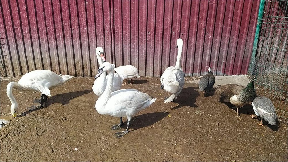 В Челябинской области выпустят на волю трех лебедей