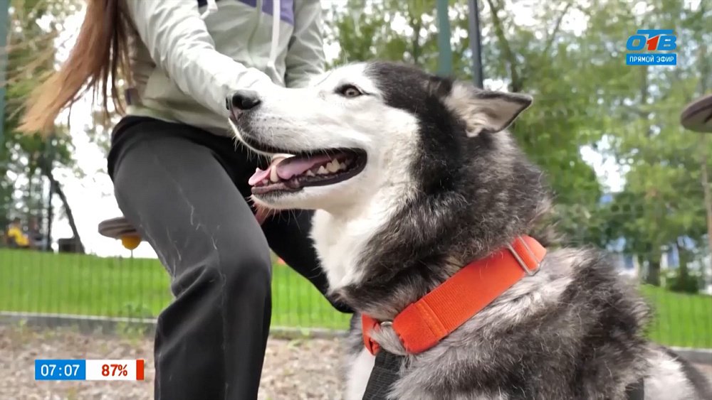 Как подобрать амуницию для собаки? — в рубрике «Усы, лапы и хвост»