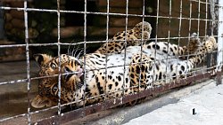 «В зоопарке нет места тем, кто не любит зверей»: челябинка о работе с хищниками