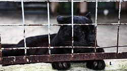 «В зоопарке нет места тем, кто не любит зверей»: челябинка о работе с хищниками