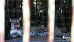 «В зоопарке нет места тем, кто не любит зверей»: челябинка о работе с хищниками