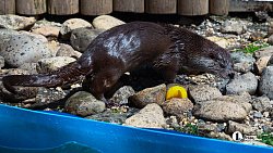 «В зоопарке нет места тем, кто не любит зверей»: челябинка о работе с хищниками