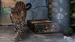 «В зоопарке нет места тем, кто не любит зверей»: челябинка о работе с хищниками