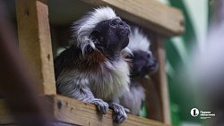 «В зоопарке нет места тем, кто не любит зверей»: челябинка о работе с хищниками