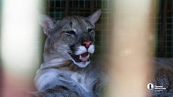 «В зоопарке нет места тем, кто не любит зверей»: челябинка о работе с хищниками