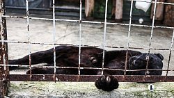 «В зоопарке нет места тем, кто не любит зверей»: челябинка о работе с хищниками