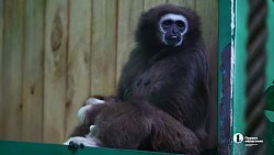 «В зоопарке нет места тем, кто не любит зверей»: челябинка о работе с хищниками