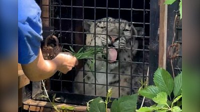 Кипер в Челябинском зоопарке рассказала о своей работе