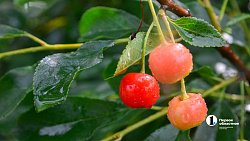 В Челябинской области зреет рекордный урожай ягод и яблок