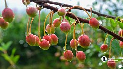 В Челябинской области зреет рекордный урожай ягод и яблок