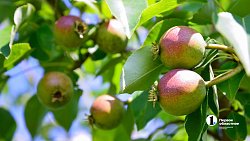 В Челябинской области зреет рекордный урожай ягод и яблок