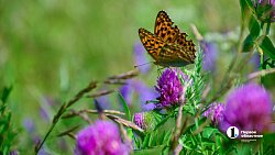 В Челябинской области зреет рекордный урожай ягод и яблок