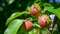 В Челябинской области зреет рекордный урожай ягод и яблок