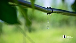 В Челябинской области зреет рекордный урожай ягод и яблок