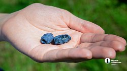 В Челябинской области зреет рекордный урожай ягод и яблок