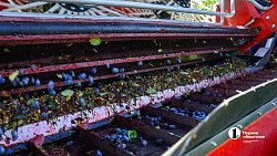 В Челябинской области зреет рекордный урожай ягод и яблок