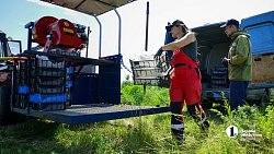 В Челябинской области зреет рекордный урожай ягод и яблок