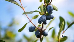 В Челябинской области зреет рекордный урожай ягод и яблок