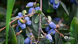 В Челябинской области зреет рекордный урожай ягод и яблок
