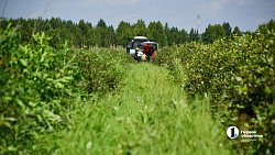 В Челябинской области зреет рекордный урожай ягод и яблок