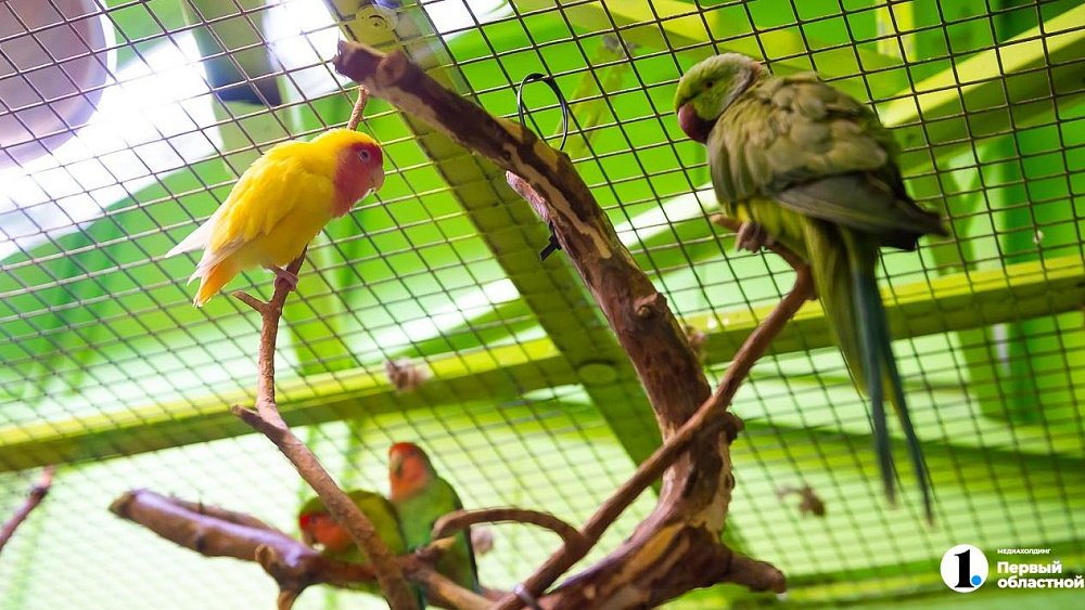 В Челябинской области наказали предпринимателя за организацию выставок животных