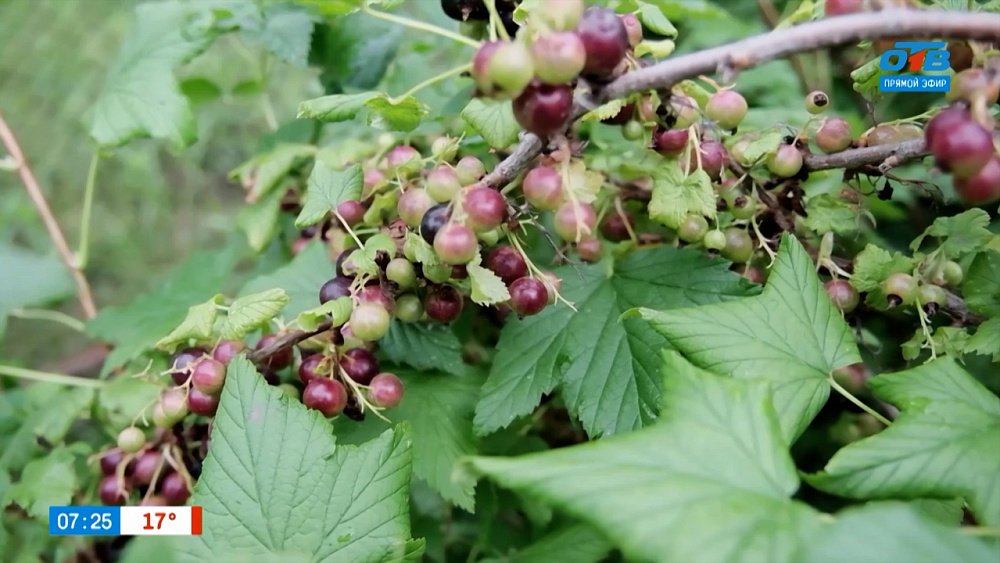 Отличный сорт смородины для Урала в рубрике «Руки садовода»