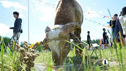 Сабантуй-2025 в Челябинской области установил новый рекорд посещаемости