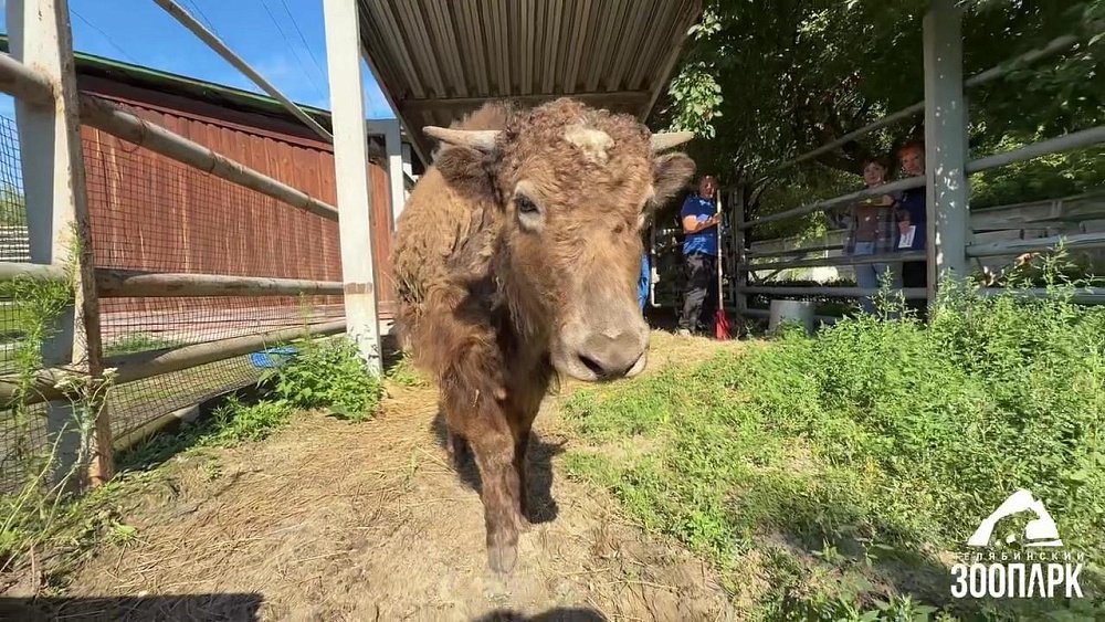 В Челябинском зоопарке появилась юная самка яка