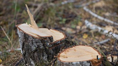 В Челябинской области пресекли канал контрабанды лесоматериалов