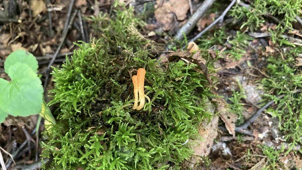 На Таганае обнаружили гриб‑агрессор