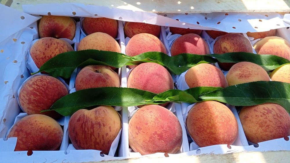 На Южном Урале приостановили оборот 42 тонн узбекских нектаринов и персиков из‑за вредителей