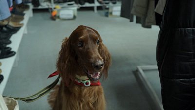 В Челябинске состоялся «собачий вещеворот»