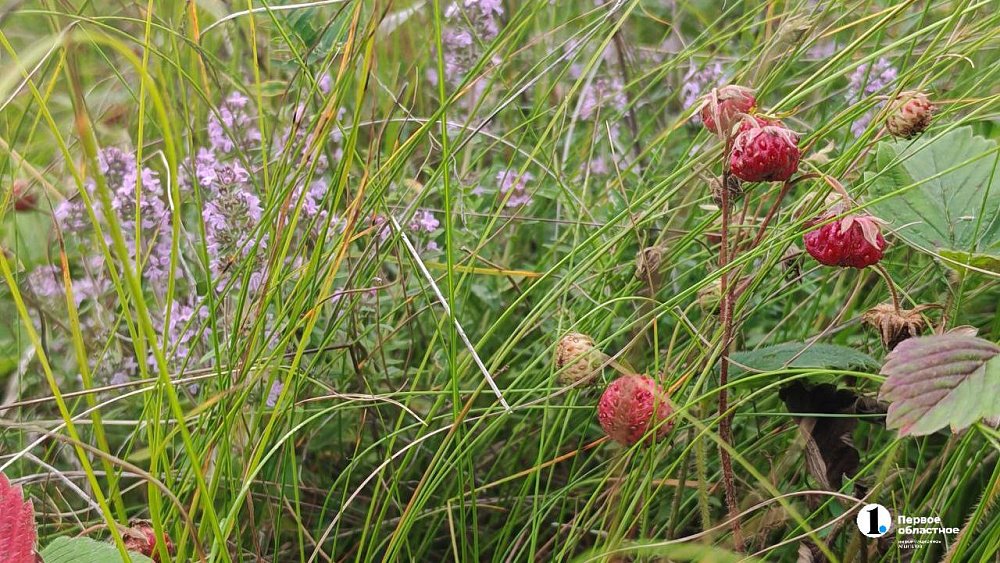 Каким в Челябинской области будет остаток лета: приметы на Давида Земляничника
