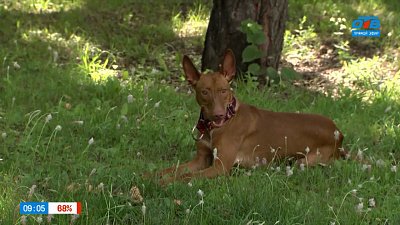 Чирнеко дель Этна в рубрике «Усы, лапы и хвост»