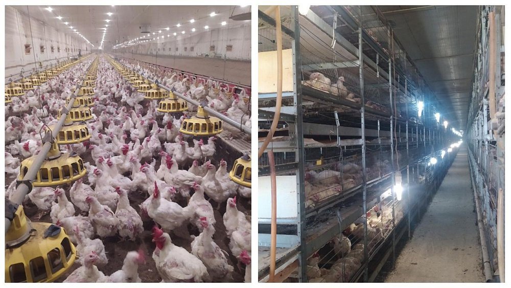 Крупный птицеводческий комплекс в Челябинской области оштрафуют за нарушение ветправил