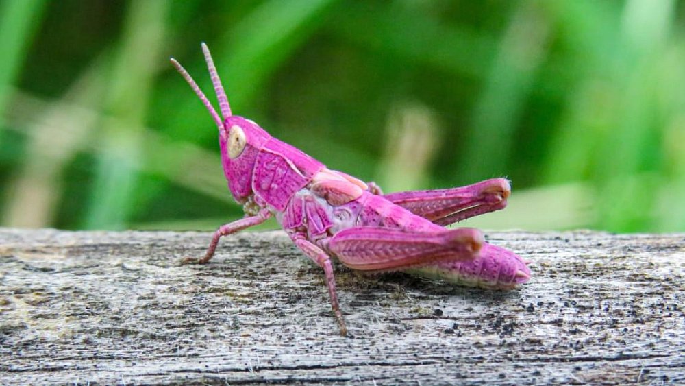В Челябинской области нашли модного кузнечика цвета фуксии