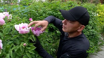 На телеканале ОТВ расскажут, как правильно формировать огурцы