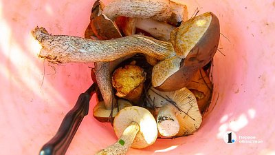 Жители Челябинской области набирают полные корзинки грибов